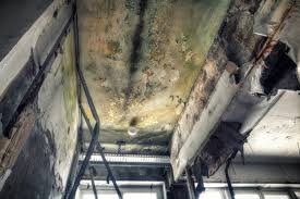 Best Comprehensive Air Testing for Mold Contaminants  in Fort Valley, AZ